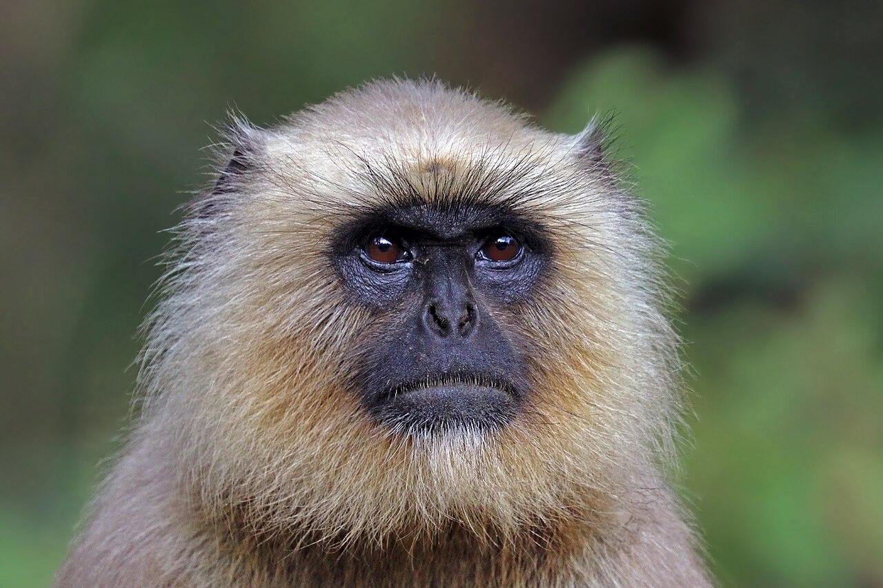 Kanha, Madhya Pradesh