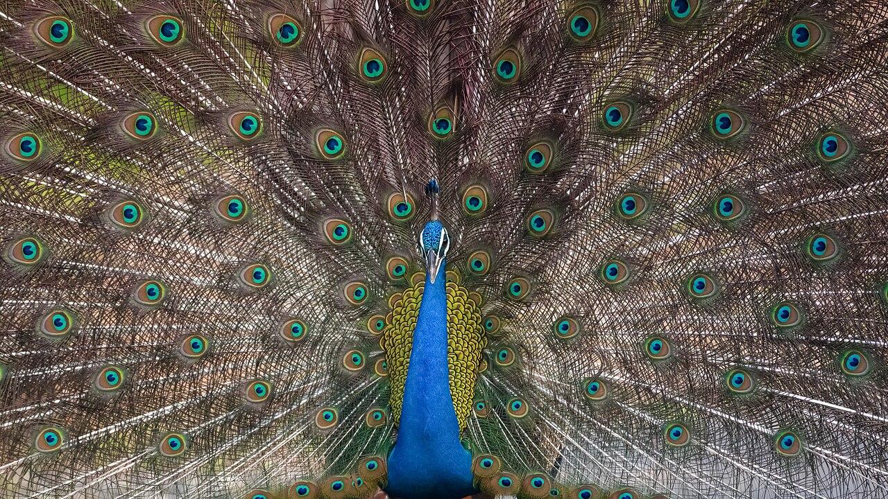 Pench, Madhya Pradesh